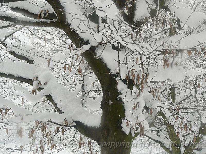 Snow, Greenwich Park P1070274.JPG
